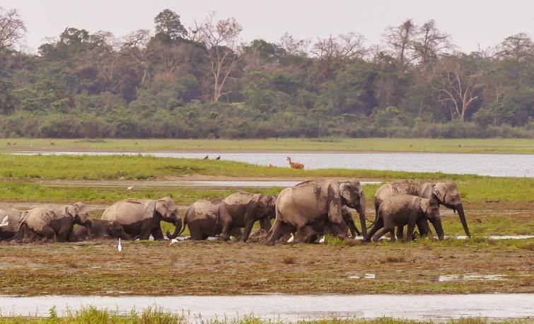 Kaziranga National Park Elephant