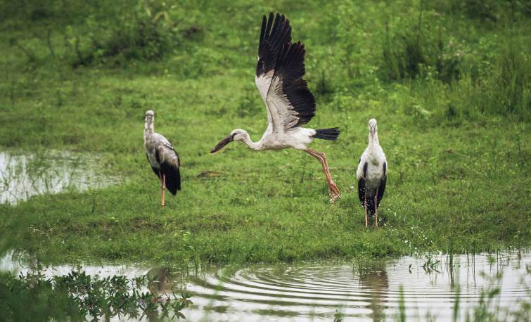 Birding in Kaziranga National Park