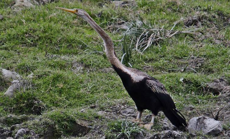 Kaziranga Birding