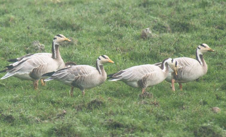 Kaziranga Birds