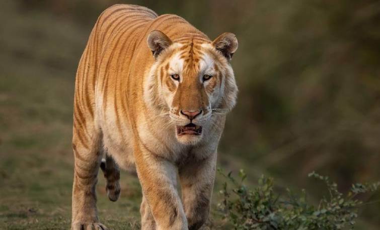 Golden Tiger Sighted in Kaziranga