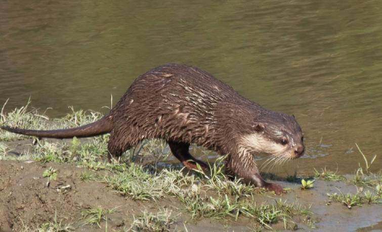 Small-Clawed Otter Spotted at Kaziranga National Park