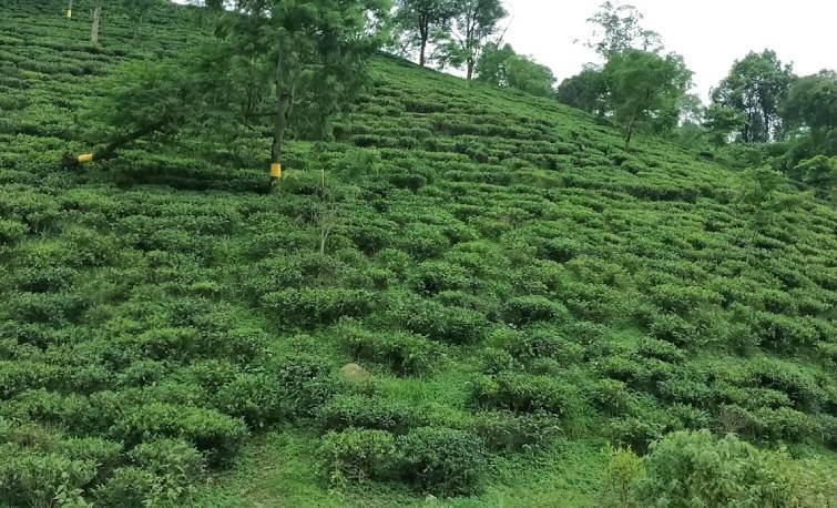 Amchong Tea Estate Assam