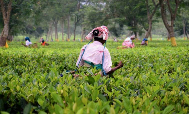 Corramore Tea Estate Assam