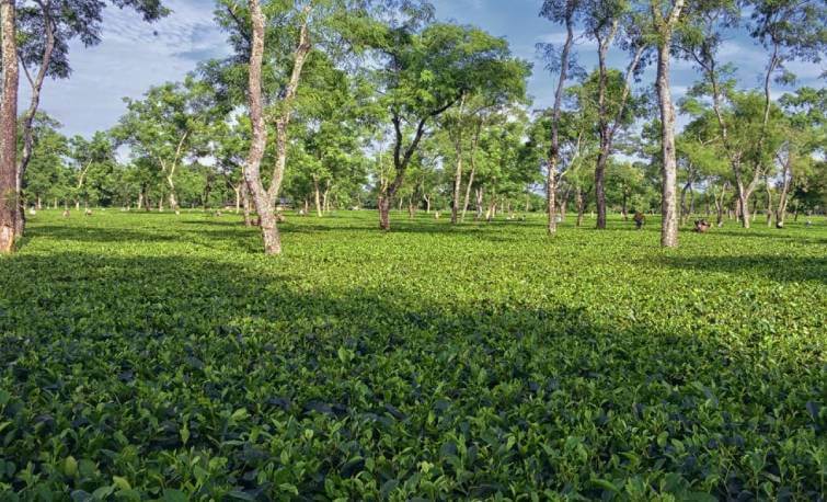 Ghograjan Tea Estate Assam