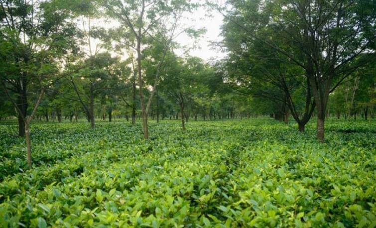 Halmari Tea Estate Assam
