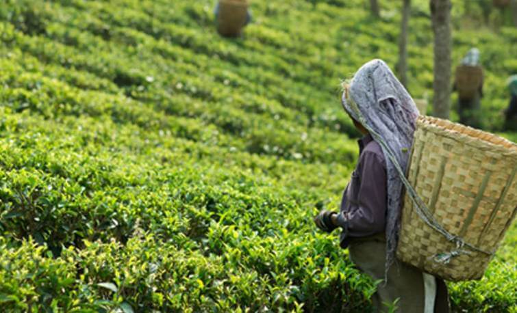 Khongea Tea Estate Assam