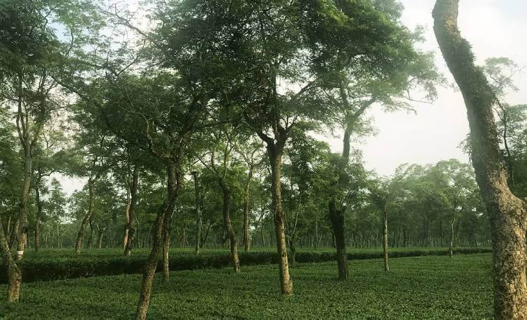 Mangalam Tea Estate Assam