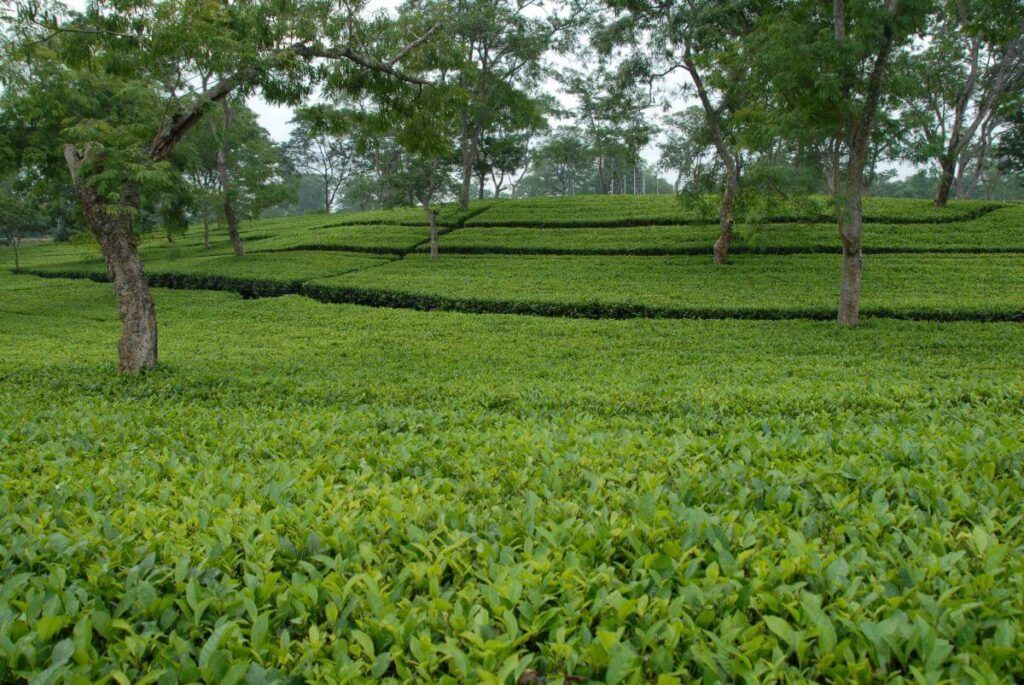 Monabarie Tea Estate Assam