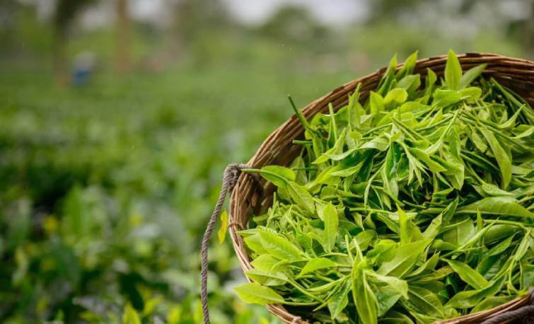 Must Visit Popular Tea Gardens in Assam
