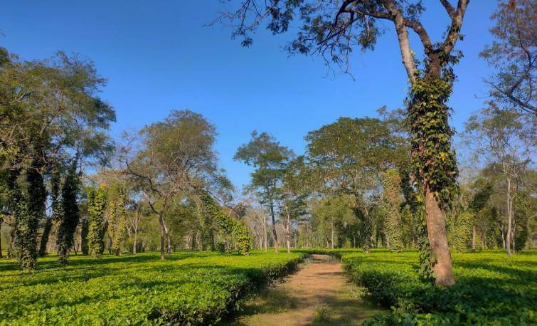 Nagrijuli Tea Estate Assam