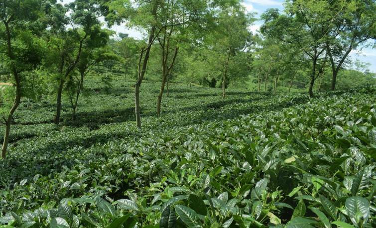 Nonoi Tea Estate Assam
