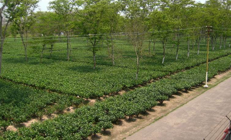Sapoi Tea Estate Assam