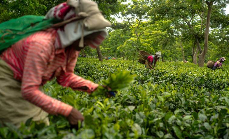 Tea Garden Assam