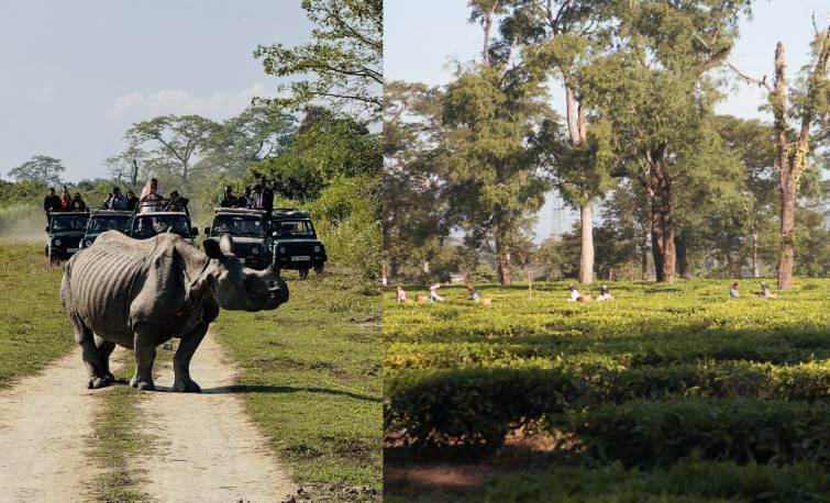 Tea Tourism in Kaziranga