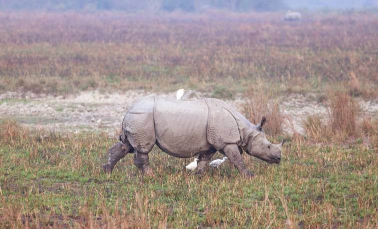 Prime Minister Narendra Modi Kaziranga Visit Photo Gallery