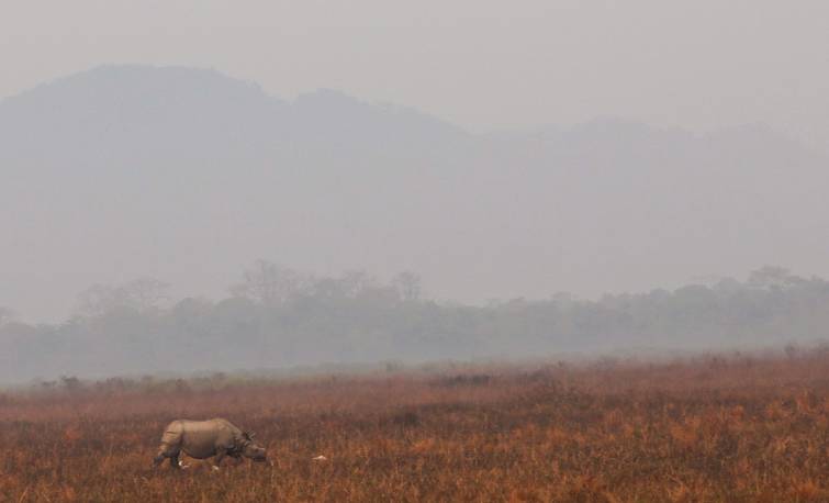 Prime Minister Narendra Modi Kaziranga Visit Photo Gallery