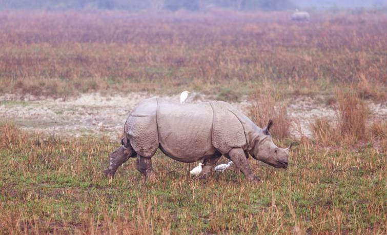 Kaziranga National Park Rhino