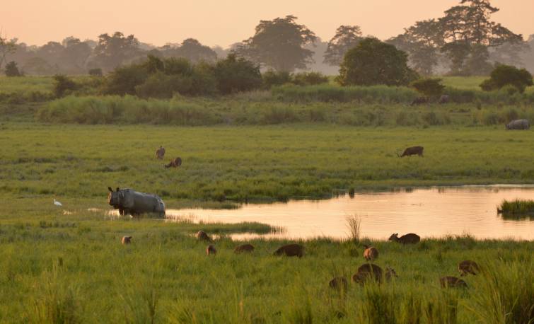 Discover Kaziranga National Park in Assam