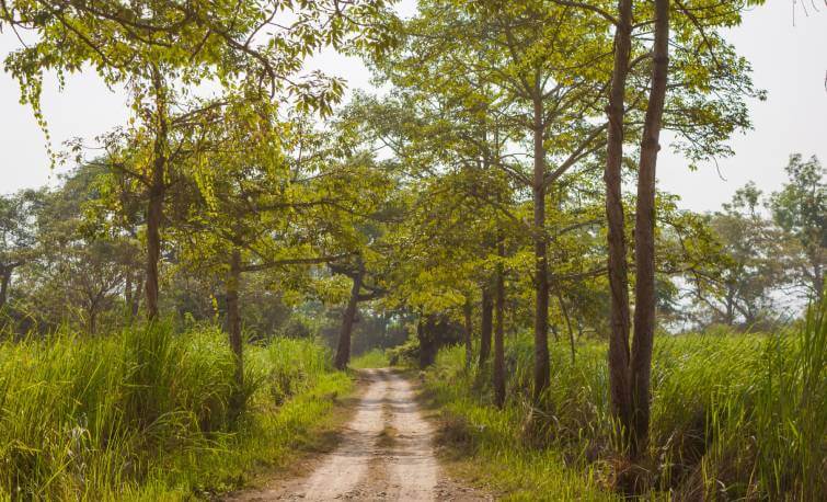 Kaziranga Park Assam