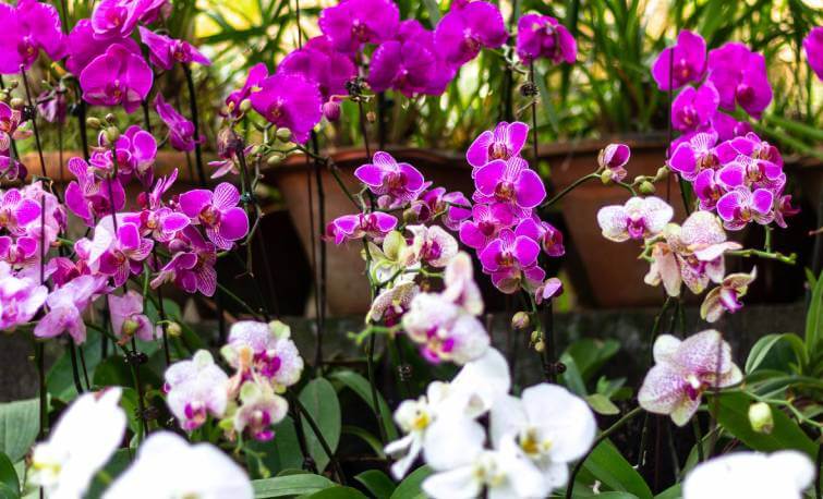 Kaziranga Tourism - Orchid Park Kaziranga