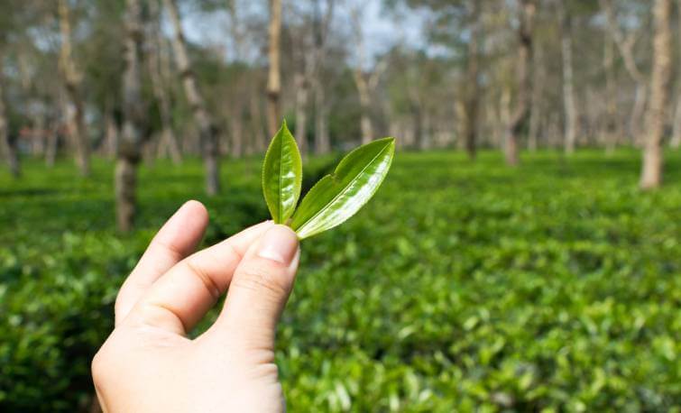 Kaziranga Tourism- Tea Field Kaziranga