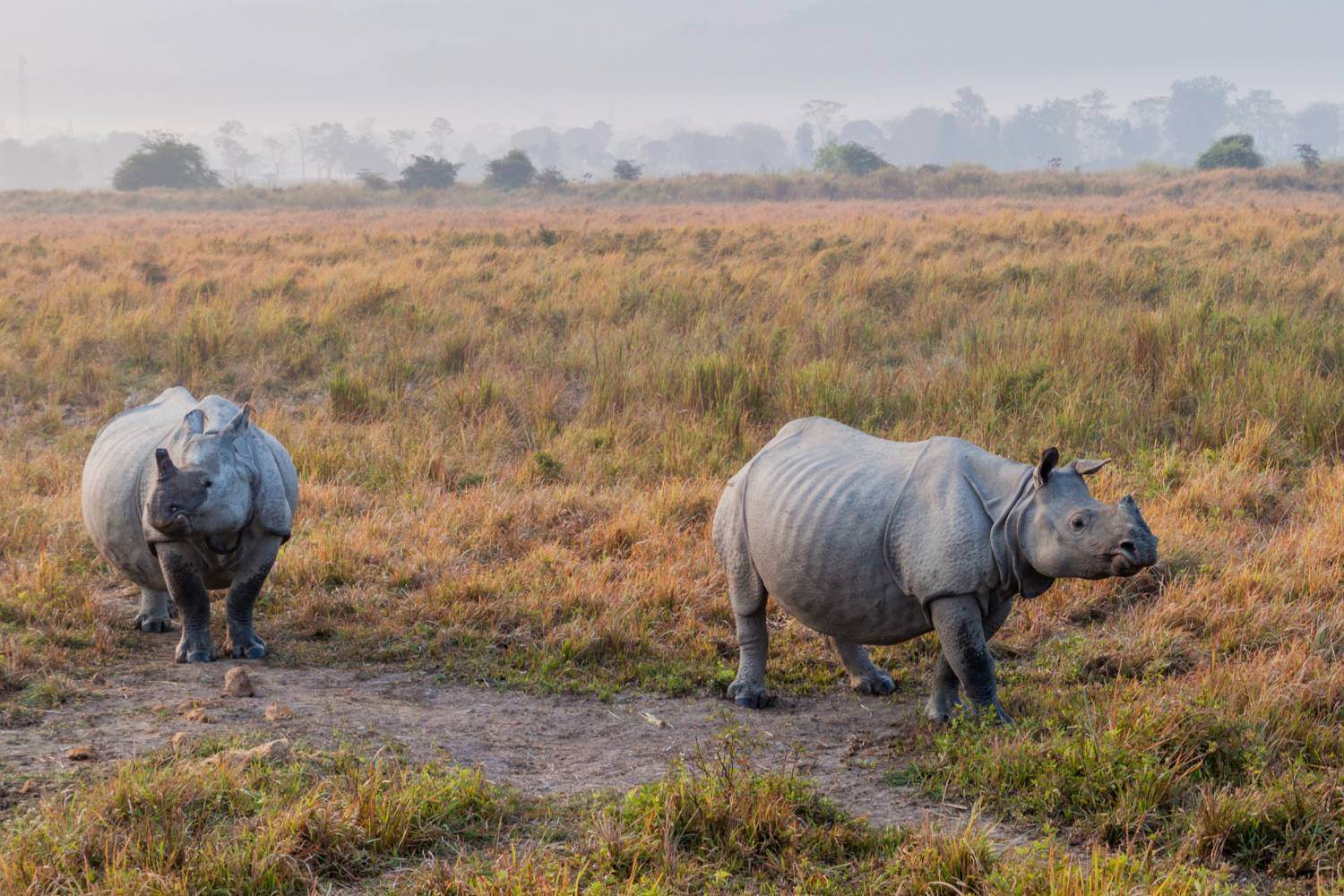 Kaziranga National Park Assam