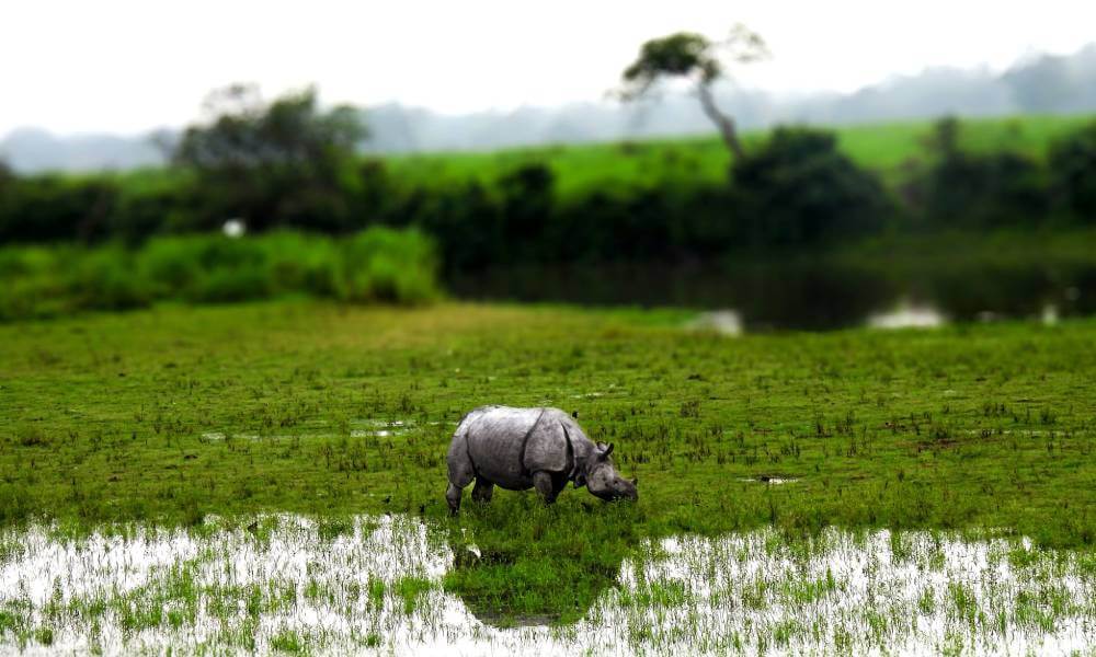 Kaziranga National Park Assam