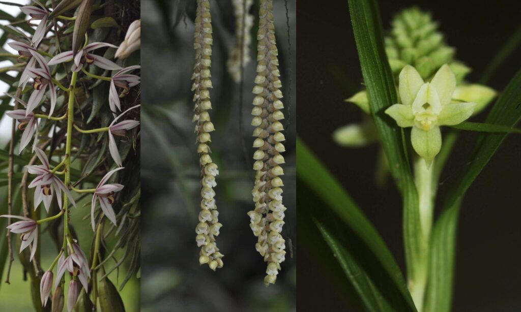 Orchid Species in Kaziranga National Park