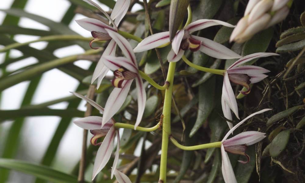 Orchid Species in Kaziranga National Park Assam