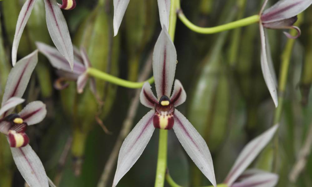Orchid Species in Kaziranga Park