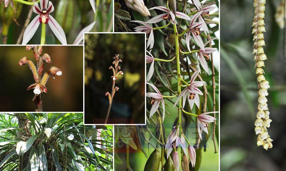 Orchid Species in Kaziranga