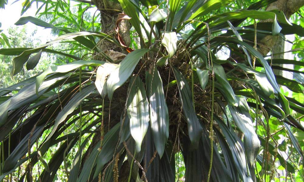 Orchid in Kaziranga National Park Assam