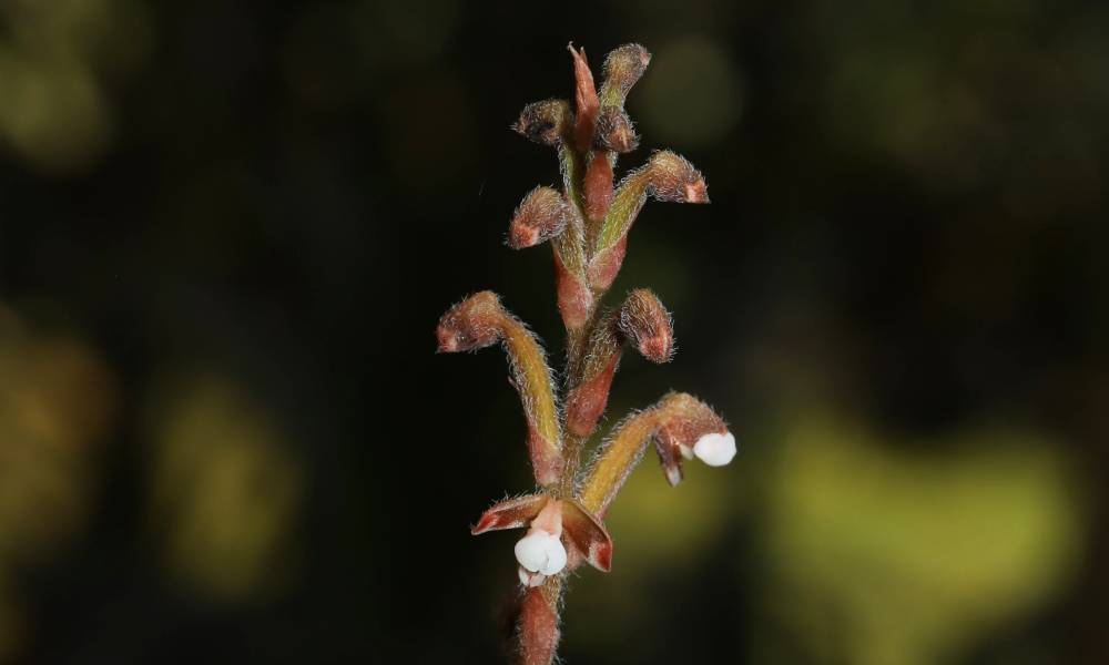 Orchid in Kaziranga National Park