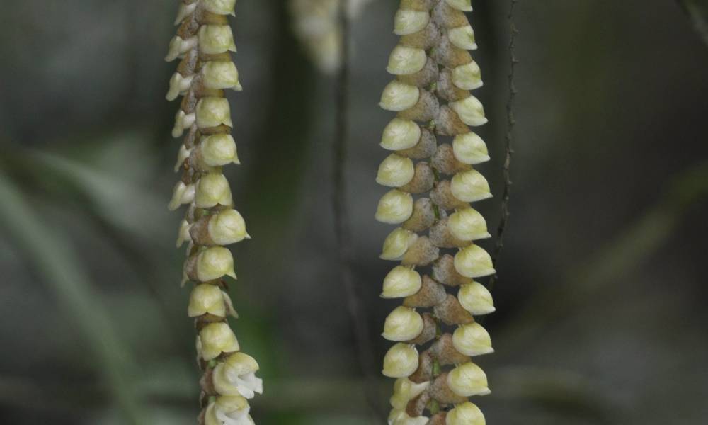 Orchid in Kaziranga