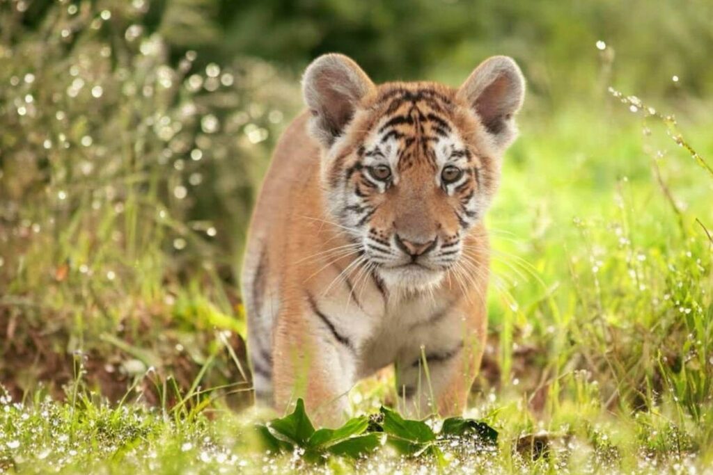 Kaziranga National Park Tiger