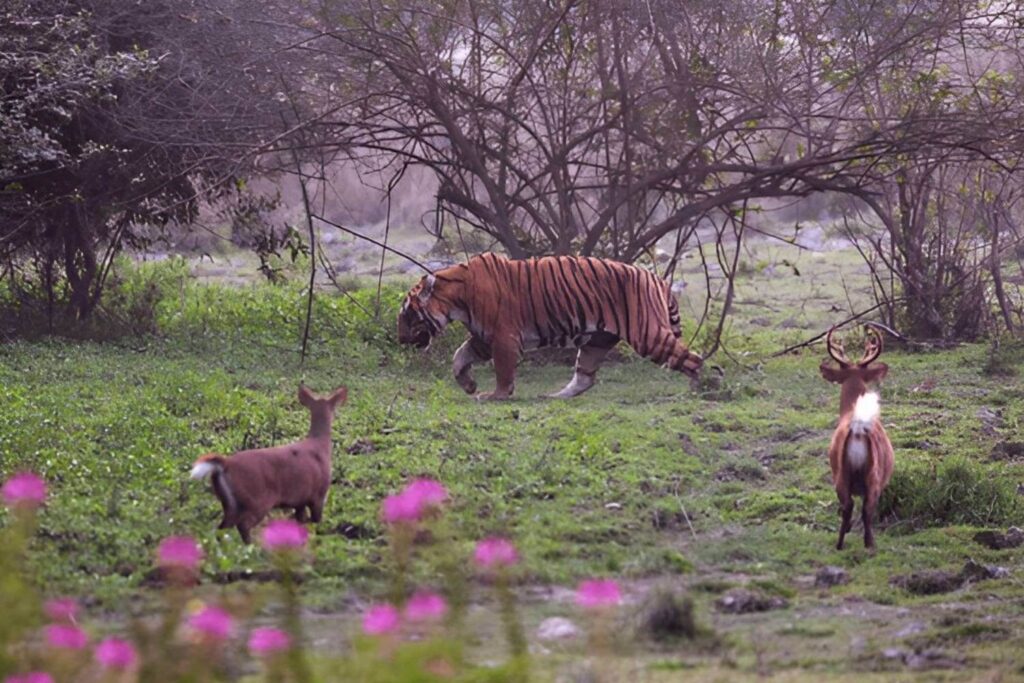 Kaziranga National Park Tiger Assam