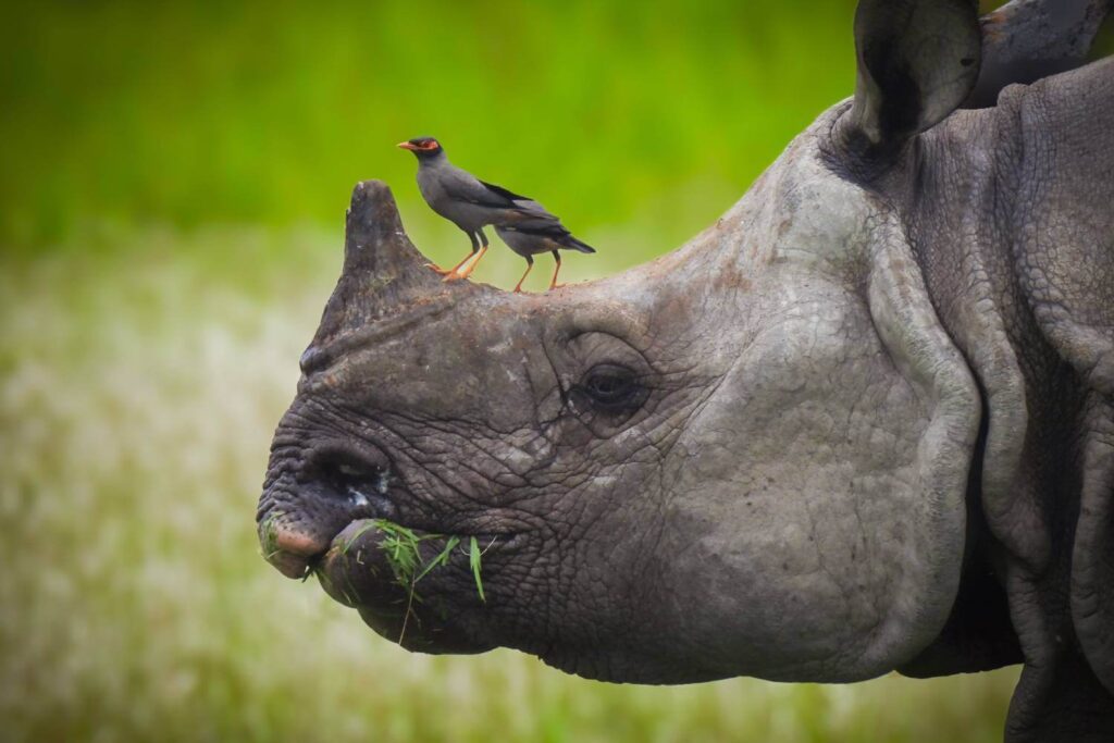 Kaziranga Rhino Assam-Rhino Conservation