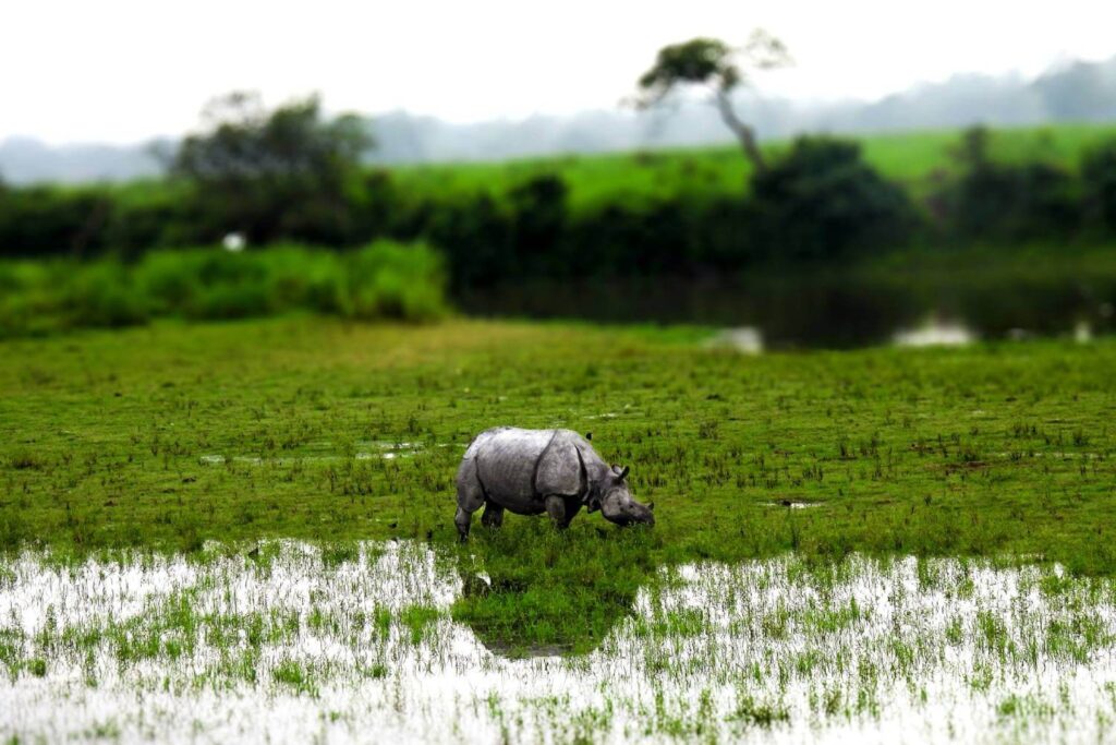 Kaziranga Rhino Conservation Assam