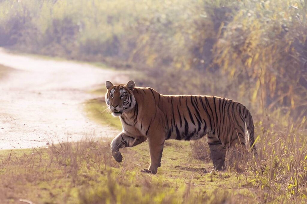 Kaziranga Tiger Reserve