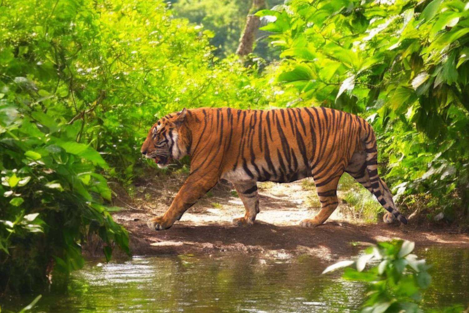 Tiger Population Rising in Kaziranga National Park