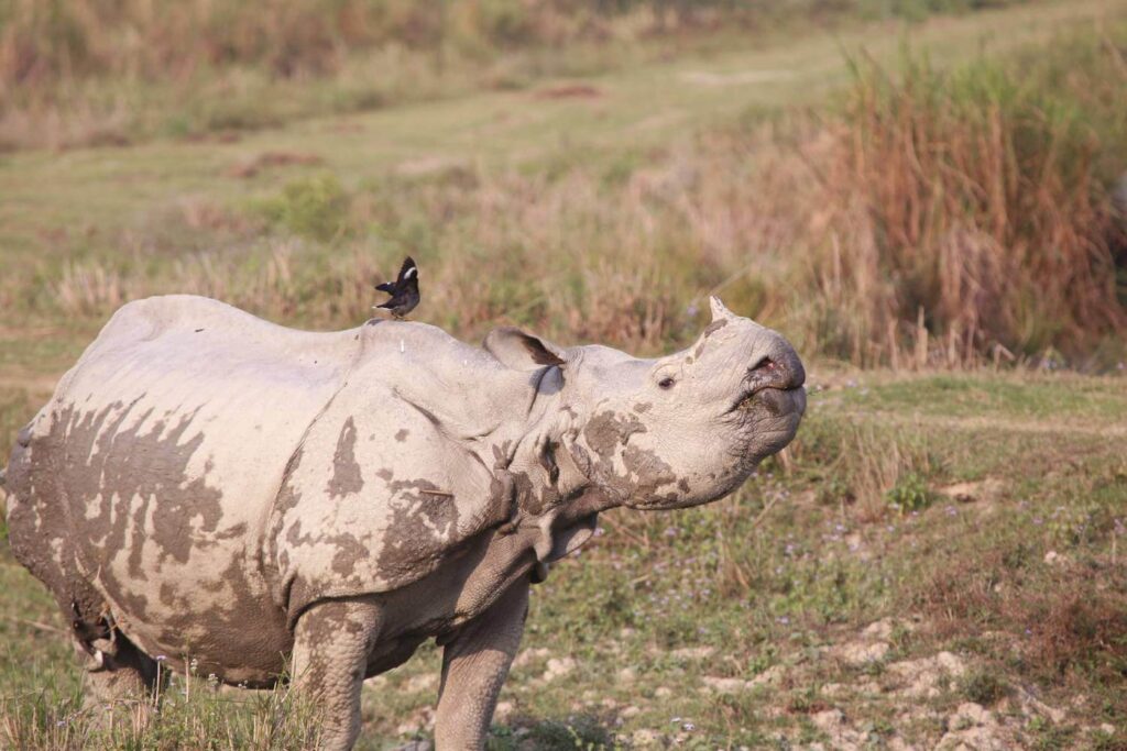 Rhino Conservation Kaziranga
