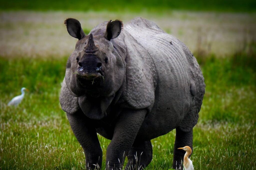 Rhino Conservation in India