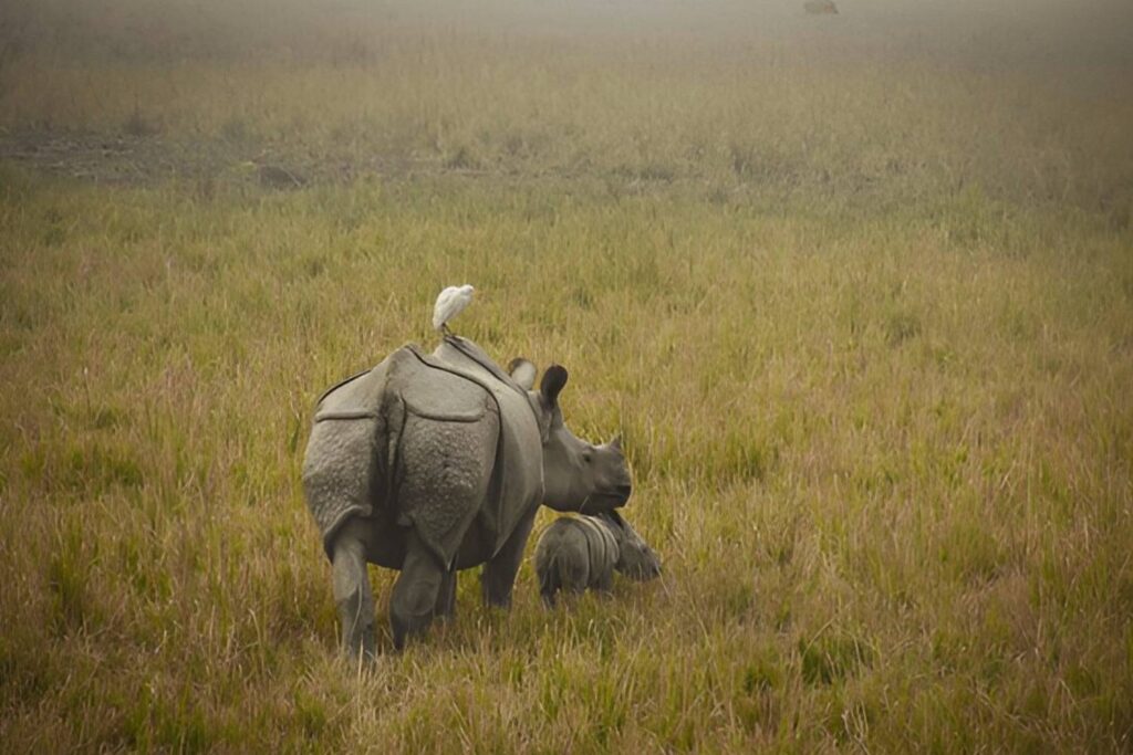 Rhino Kaziranga-Rhino Conservation