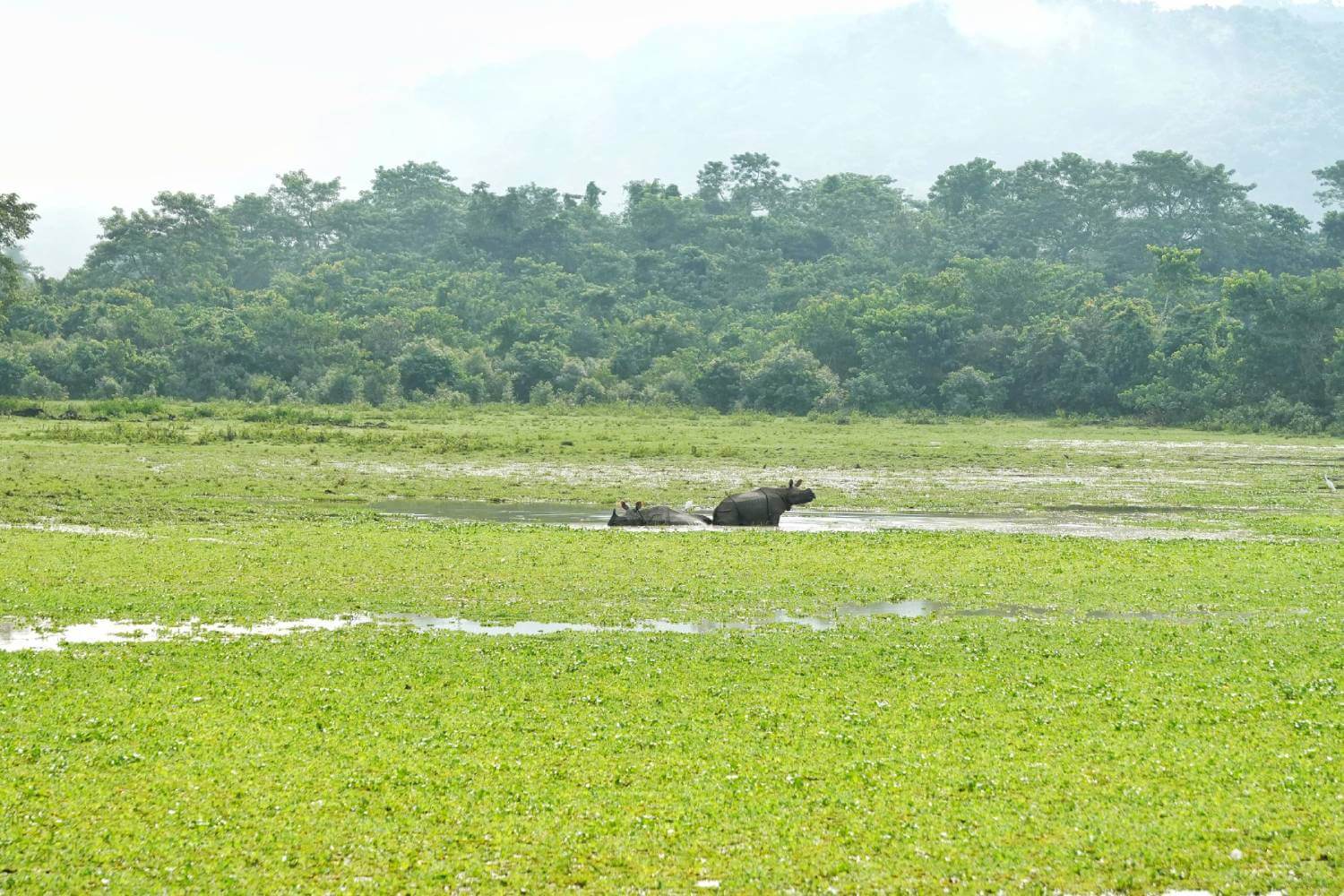 Kaziranga National Park Assam