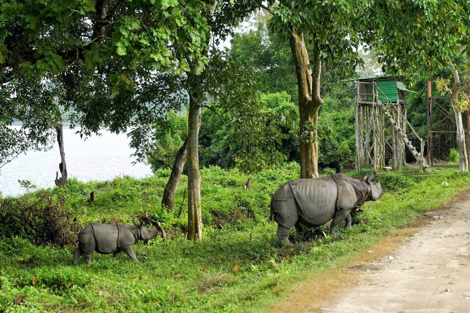Kaziranga National Park in Assam