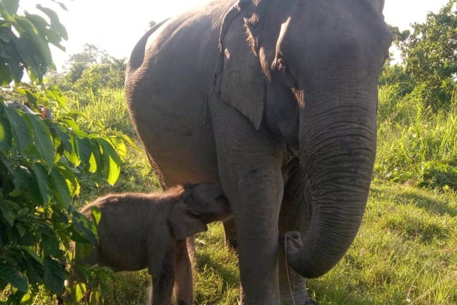 Elephant Calf Born at Kaziranga Named ‘Mayabini’ to Honor Singer Zubeen Garg