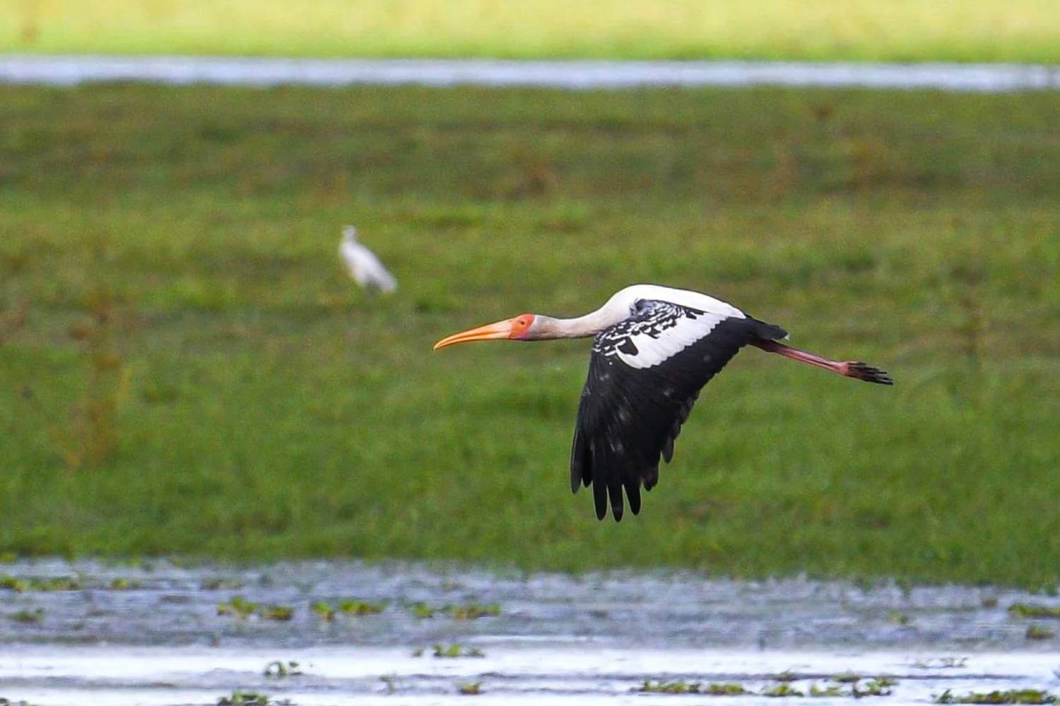 Painted Storks Return to Kaziranga National Park in Assam