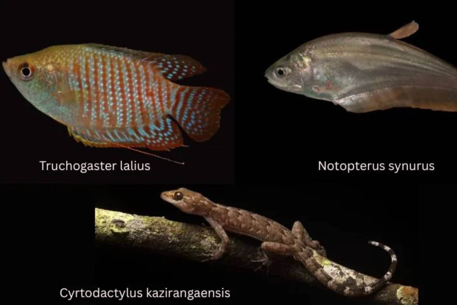 77 Fish Species Found in Kaziranga National Park Survey