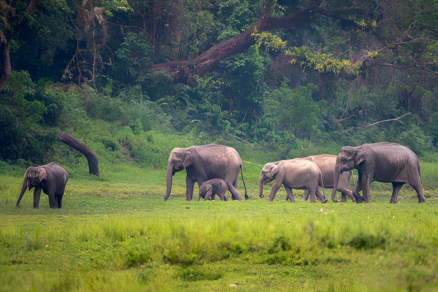 Elephants in Kaziranga National Park